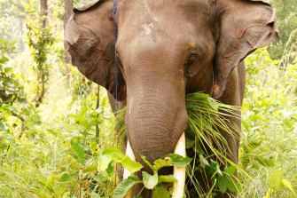 Shuklaphanta Wildlife Reserve Tour